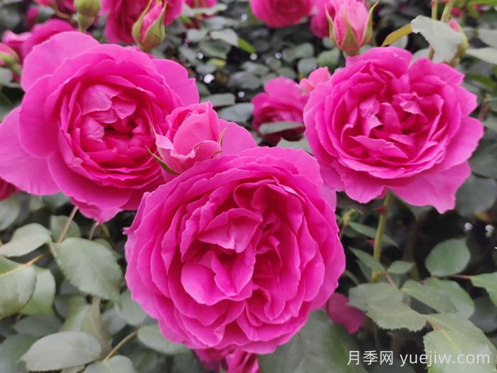 推荐10款经典的藤本月季排行榜，你喜欢哪个？(图3)