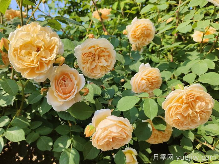 推荐10款经典的藤本月季排行榜，你喜欢哪个？(图6)