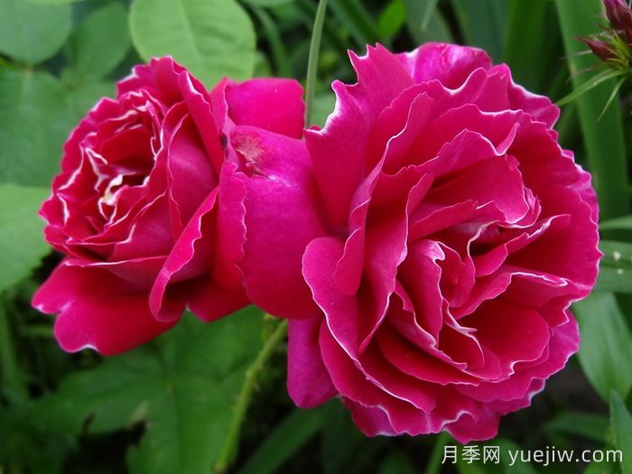 月季介绍，布罗德男爵月季(图1)