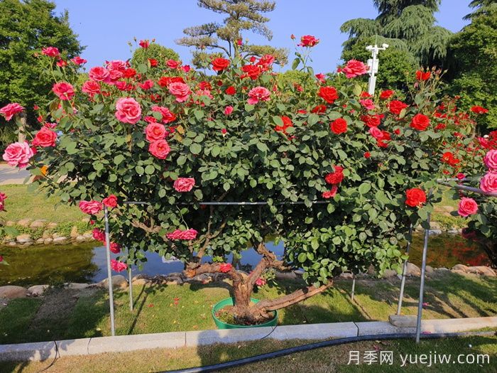 ***全面的月季树种植、移栽养护资料汇总(图5)