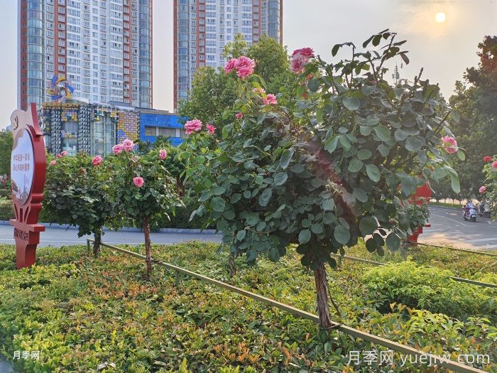 ***全面的月季树种植、移栽养护资料汇总(图2)