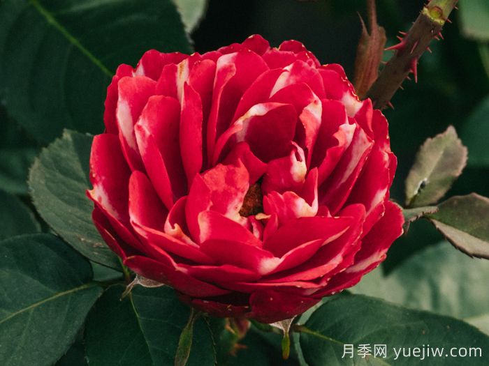 彤霞月季(图1)