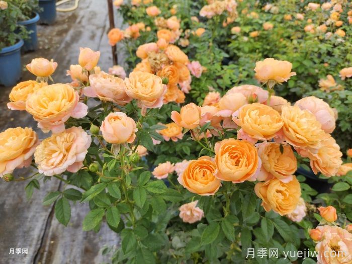 如果只能养一盆月季，我只要果汁阳台(图2)