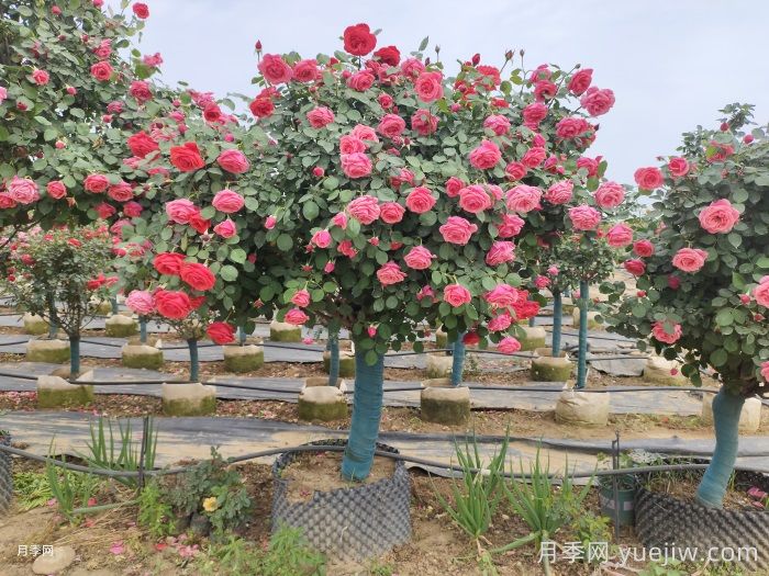 打造有品位的庭院花园景观(图1)