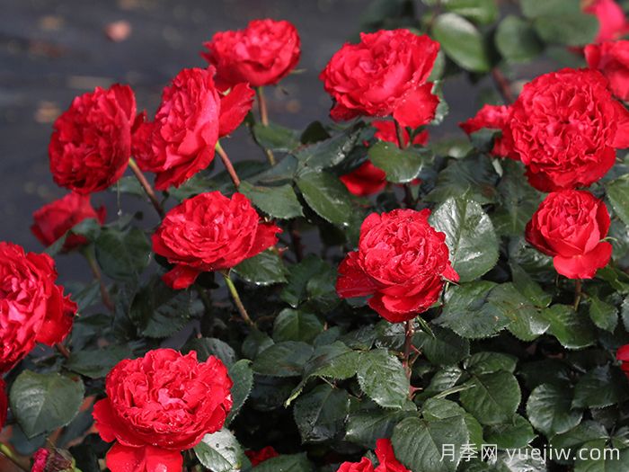 茶花女月季枝条刺很多吗？(图1)