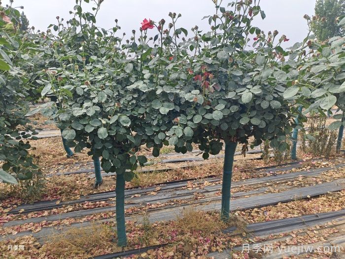 月季夏季管理养护重点注意事项(图1)