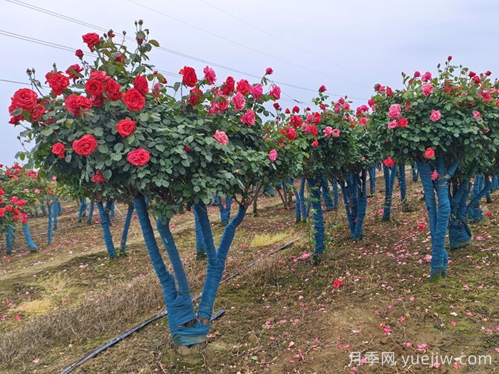 夏季月季施肥需要注意的禁忌(图1)