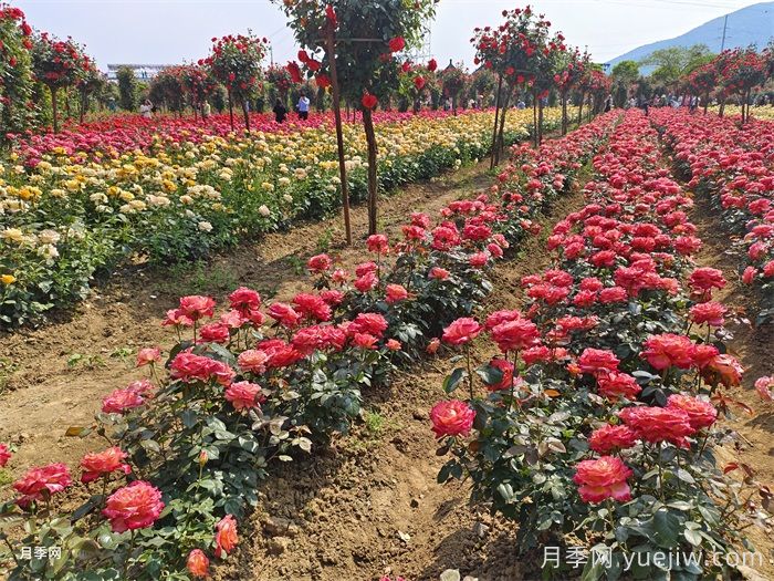 月季苗用什么肥养护长得健壮花多？(图1)