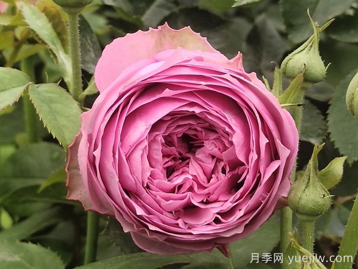 鲜切玫瑰品种有多少？花艺常用65种玫瑰品种介绍(图11)