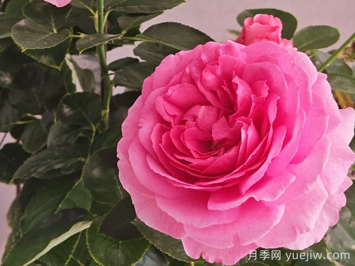 鲜切玫瑰品种有多少？花艺常用65种玫瑰品种介绍(图7)