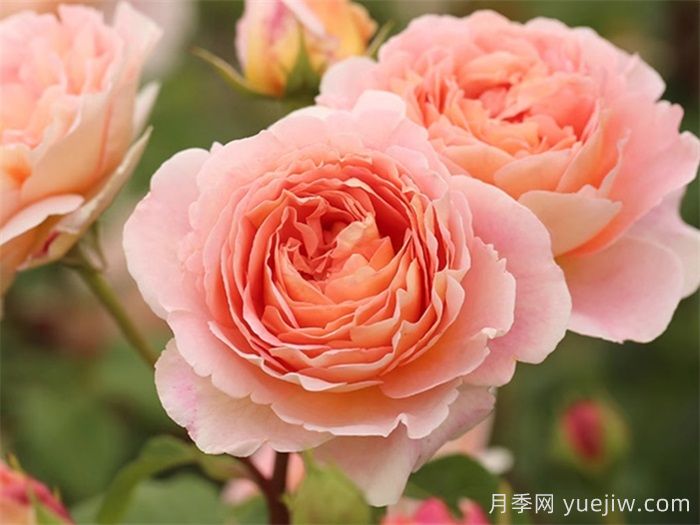 鲜切玫瑰品种有多少？花艺常用65种玫瑰品种介绍(图8)