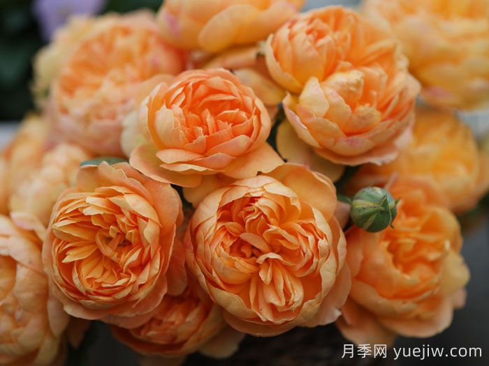 珠玑月季(图1)