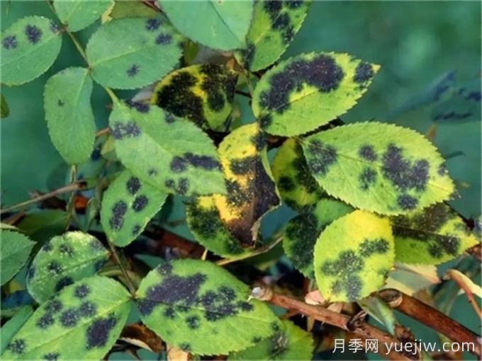 月季黑斑病的症状特点和防治方法(图1)