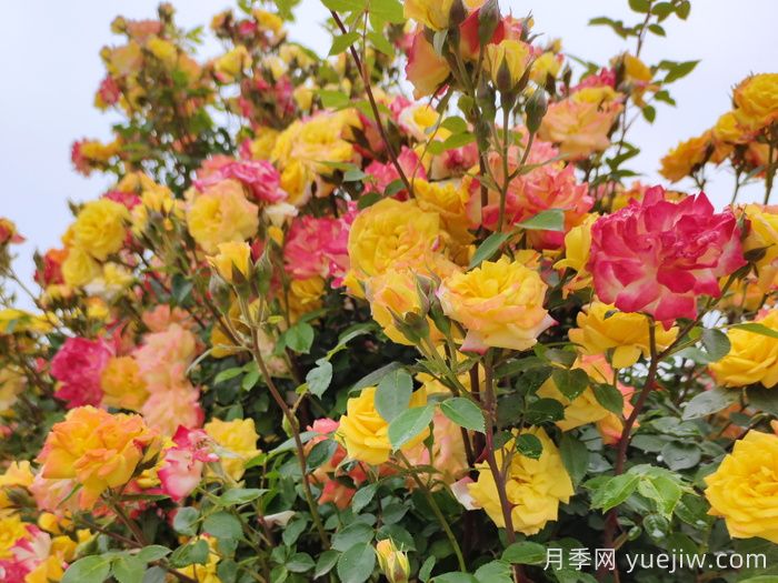 藤彩虹月季介绍和优缺点(图1)