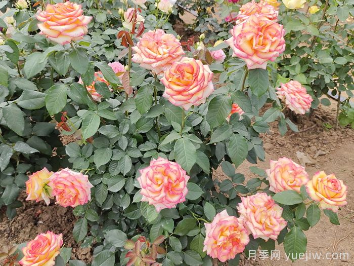 7月入伏盛夏期间月季怎么养？夏季养好秋季爆花(图1)
