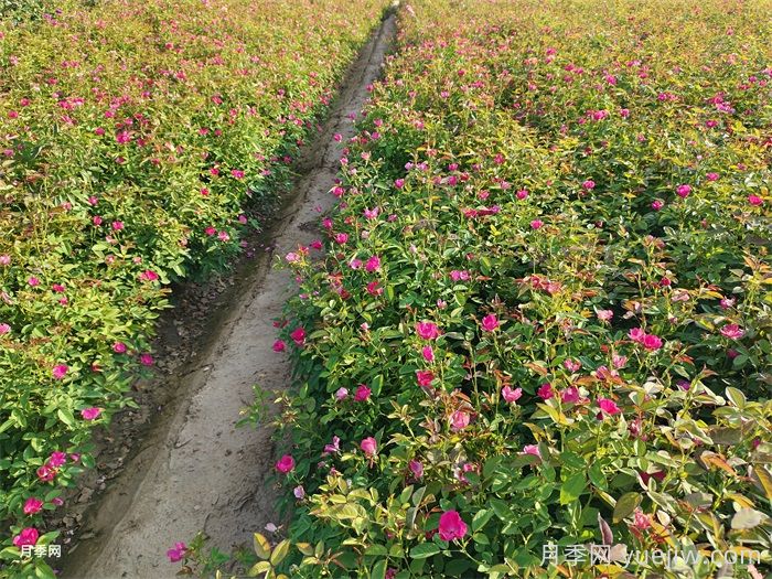 7月入伏盛夏期间月季怎么养？夏季养好秋季爆花(图2)