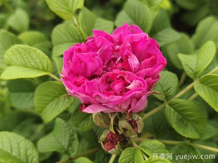 玫瑰花：解郁结之气，养红润之颜(图1)