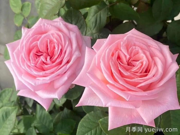 推荐9款适合新手入坑的切花月季品种(图1)