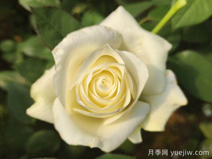 推荐9款适合新手入坑的切花月季品种(图5)
