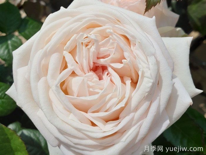 茴香酒夫人月季/拉瓦莱尔夫人/宏伟芬芳(图1)