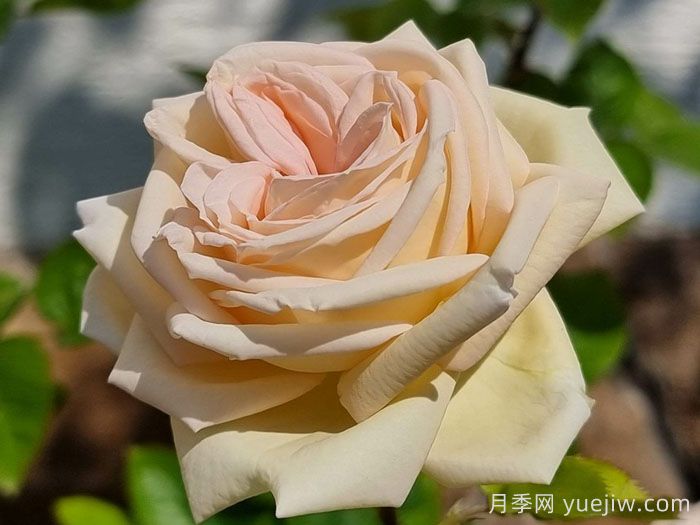 茴香酒夫人月季/拉瓦莱尔夫人/宏伟芬芳(图4)