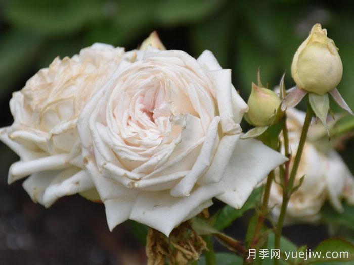 茴香酒夫人月季/拉瓦莱尔夫人/宏伟芬芳(图6)