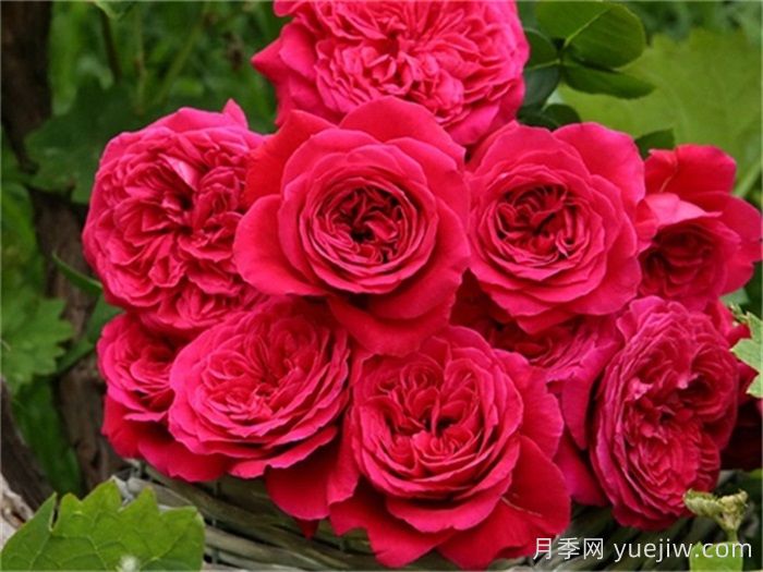 推荐10种抗病性***好又高颜值月季(图3)