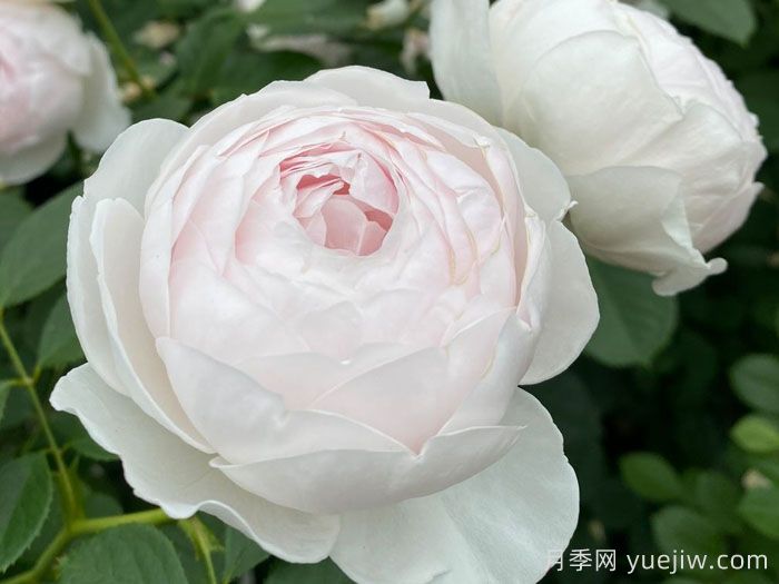 推荐10种抗病性***好又高颜值月季(图2)