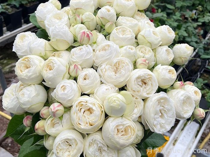 白色曼斯菲尔德庄园月季(图1)