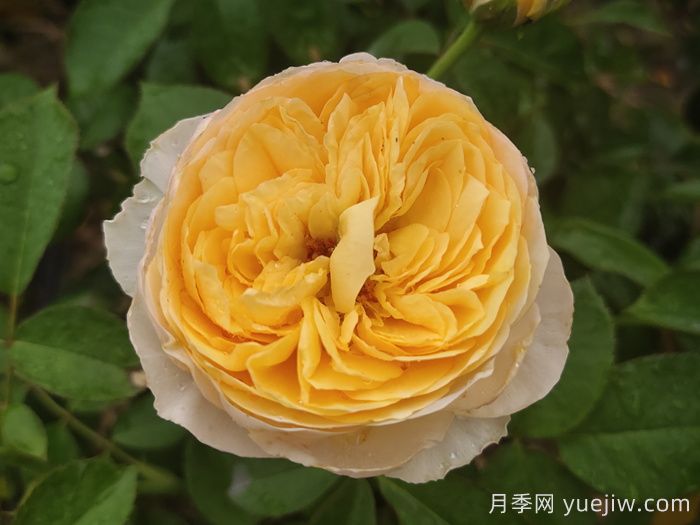 为什么养月季选欧月？细数欧月的优点(图2)