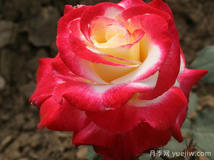 精选30种经典月季大合集，好看养眼还抗病好养(图10)