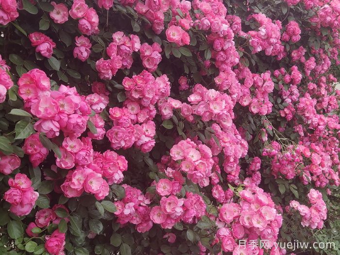 月季6大种类及代表品种(图4)