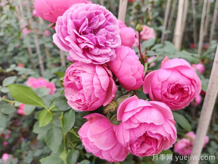 2025年花友票选藤本月季花量排行榜(图1)
