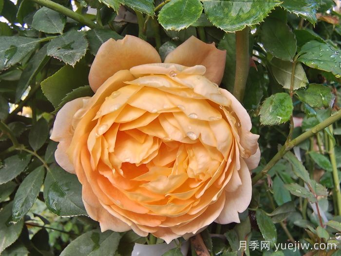 2025年花友票选藤本月季花量排行榜(图2)