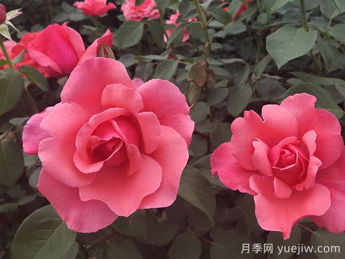 2025年太原市迎泽公园赏月季花(图1)
