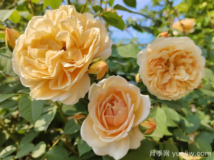 玫瑰花有哪些颜色？盘点十大常见玫瑰花颜色(图3)
