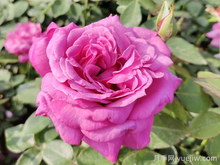 香水月季花，花朵硕大，颜色鲜艳，花香宜人(图1)