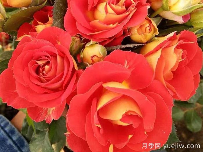 专属12星座的月季花，星座系列月季大全(图6)