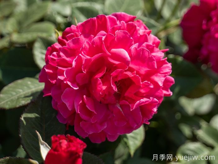 桃萼月季(图1)