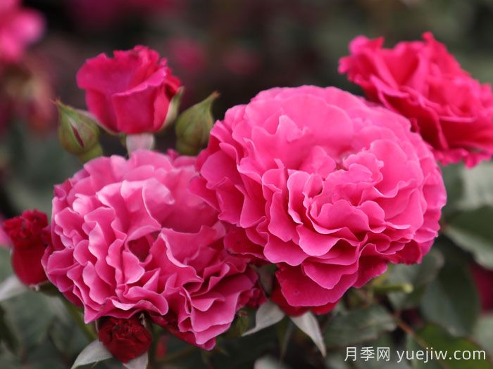 桃萼月季(图2)