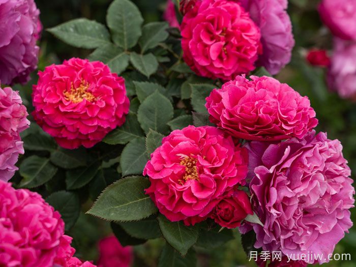 桃萼月季(图3)