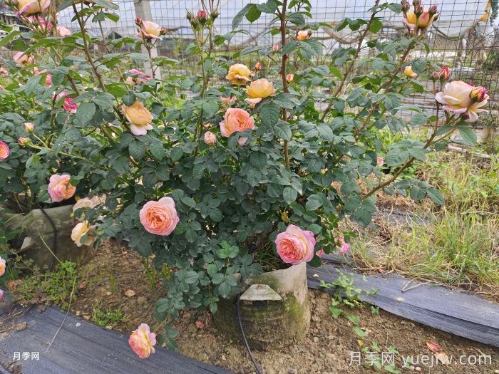 酷热夏季月季花浇水不可贪多(图1)