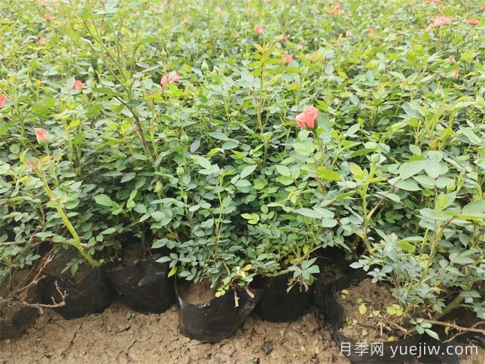 暴雨过后，哪些园林植物易受害？(图2)