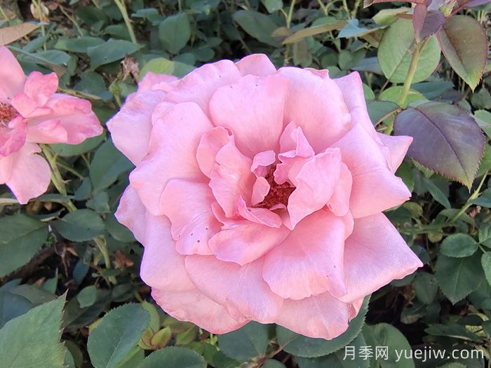 殿堂月季品种，18款被全世界深爱的月季(图2)
