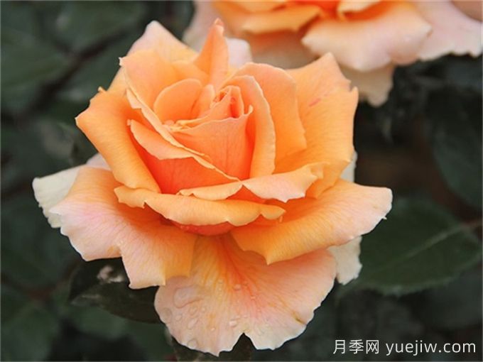 殿堂月季品种，18款被全世界深爱的月季(图8)