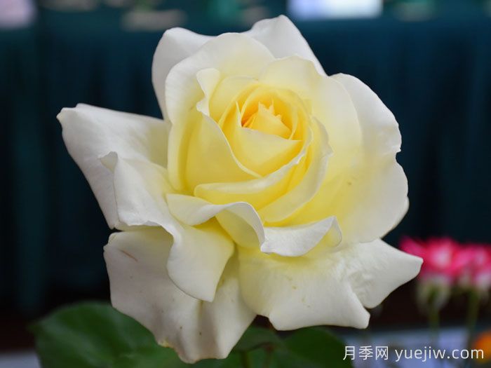 殿堂月季品种，18款被全世界深爱的月季(图13)