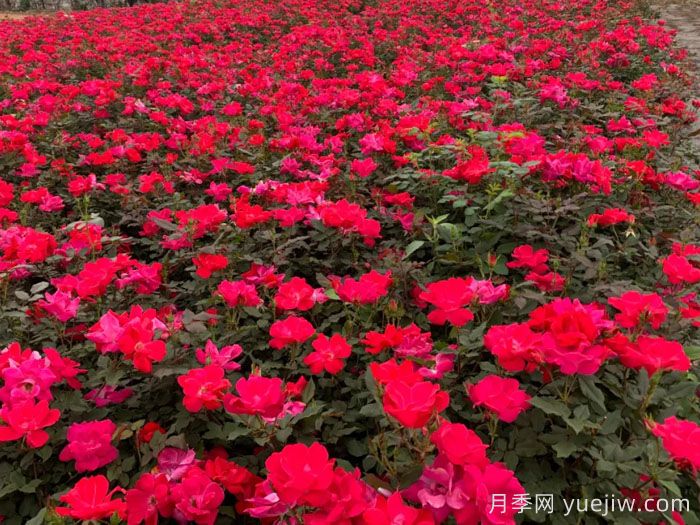 红色绝代佳人月季(图1)