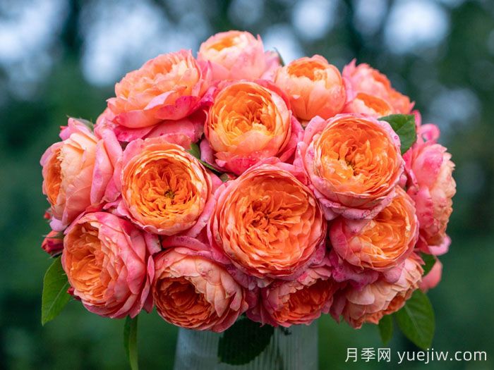 橘子月季(图1)