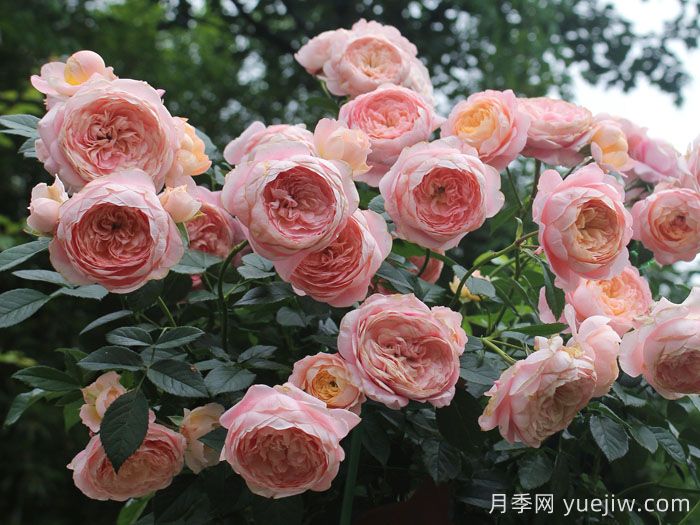 橘子月季(图3)