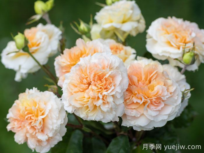 微芒月季(图1)